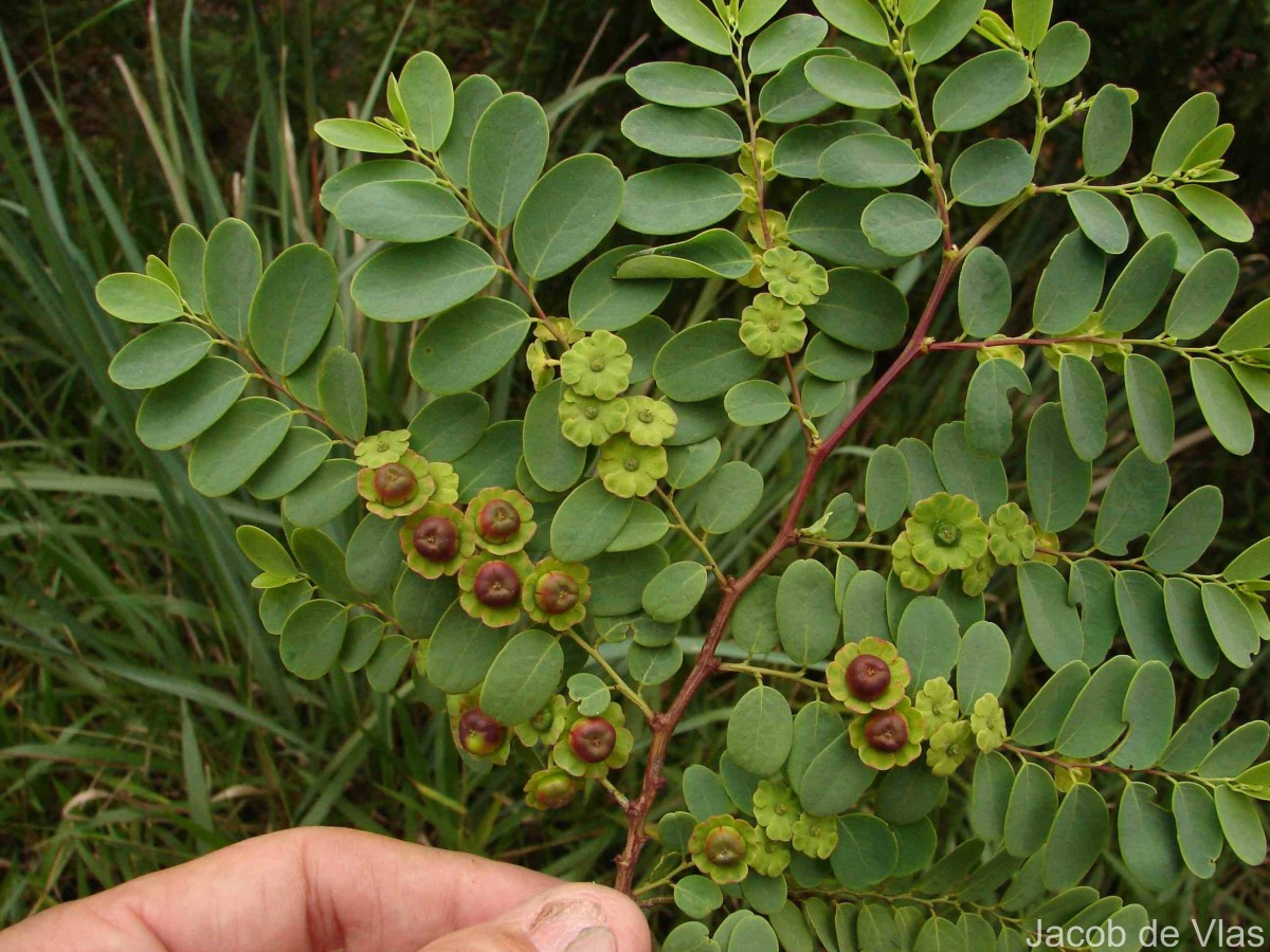Phyllanthus retusus Dennst.